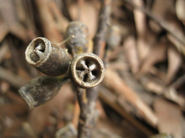 Eucalyptus robusta fruit