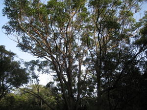 Eucalyptus robusta tree shape in ideal conditions