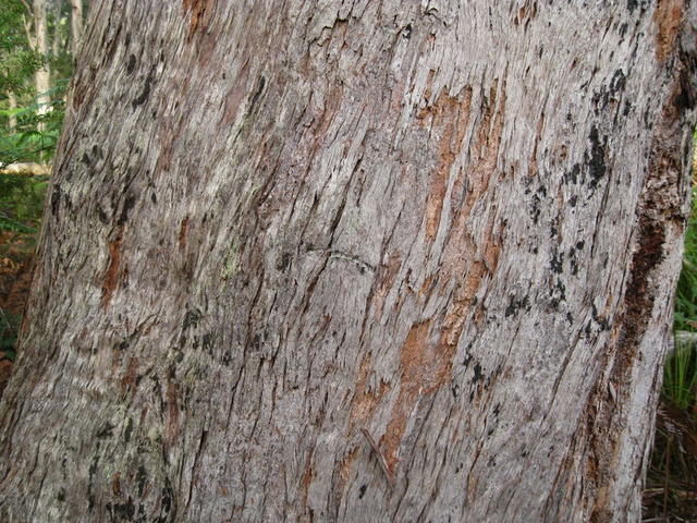 Eucalyptus pilularis bark