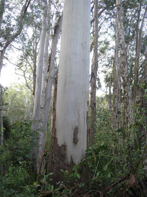 Eucalyptus grandis bark