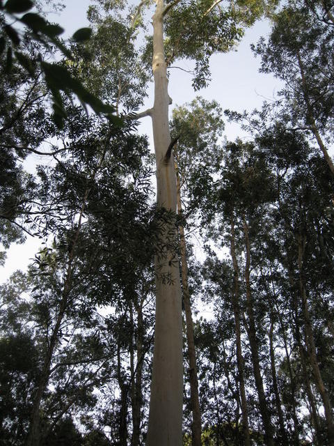 Eucalyptus grandis tree shape in ideal conditions