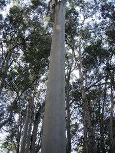 Eucalyptus grandis trunk