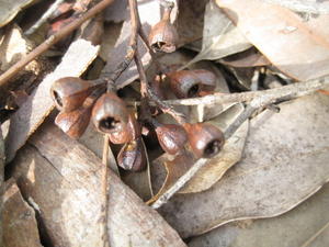 Eucalyptus paniculata shiny brown fruit
