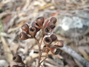 Eucalyptus paniculata fruit 