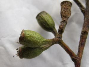 Eucalyptus moluccana fruit