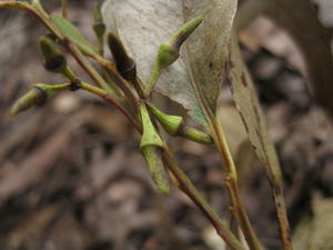 Eucalyptus tereticornis buds