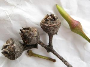 Eucalyptus tereticornis fruit and bud