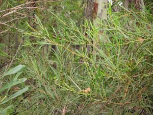 Acacia longissima branch