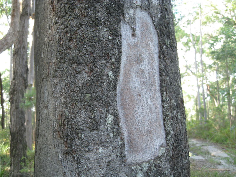 Eucalyptus canaliculata loses bark in plates.JPG