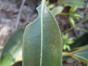 Eucalyptus resinifera veins