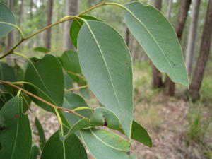 Eucalyptus fibrosa leaf