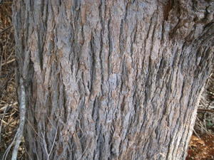 Angophora floribunda bark