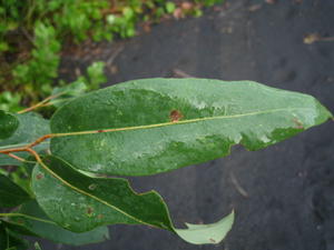 Angophora floribunda leaf