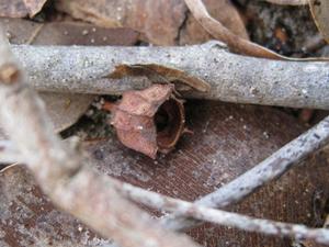 Angophora floribunda fruit 