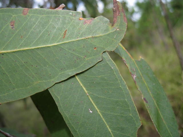 Eucalyptus umbra concolourous leaves
