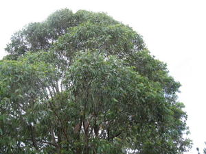 Eucalyptus umbra crown