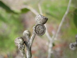 Eucalyptus umbra unripe fruit