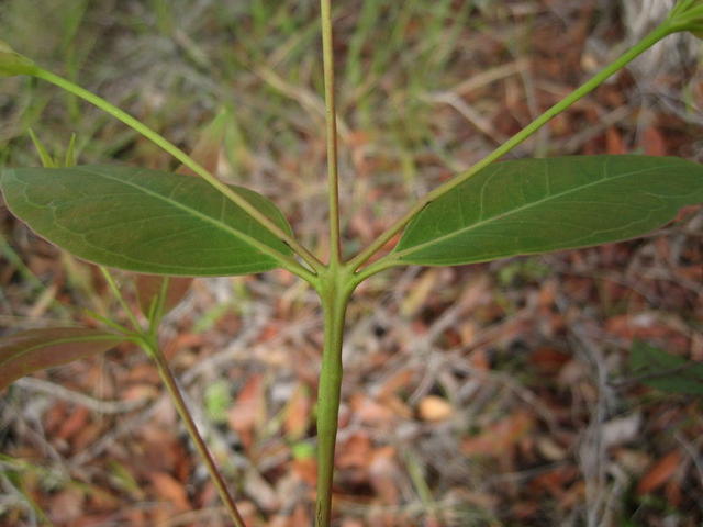 Eucalyptus umbra juvenile leaves