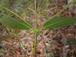 Eucalyptus umbra juvenile leaves