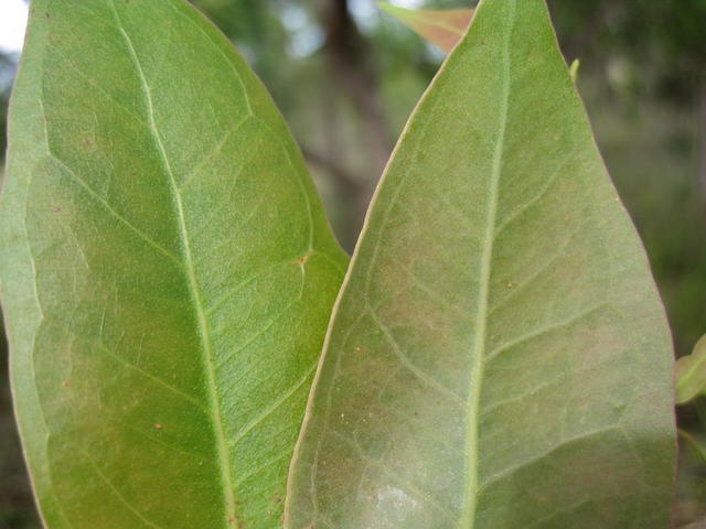 Eucalyptus umbra juvenile leaves slightly discolourous