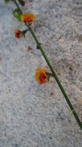 Sphaerolobium vimineum orange-red-yellow flower