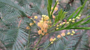 Acacia decurrens flowers