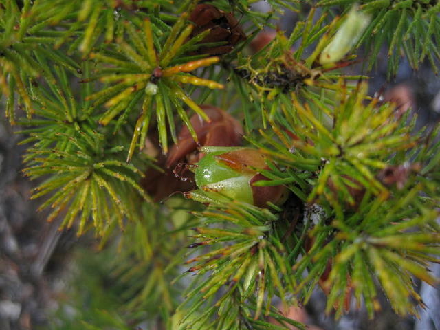 Astroloma pinifolium fruit