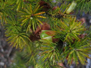 Astroloma pinifolium fruit