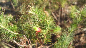 Astroloma pinifolium flower