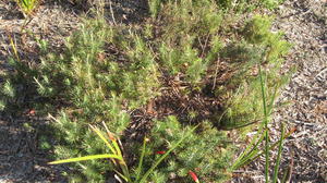 Astroloma pinifolium plant shape