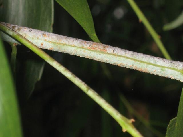 Acacia implexa glaucous (dusted in powder) branchlet 