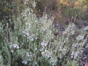 Brachyloma daphnoides plant shape