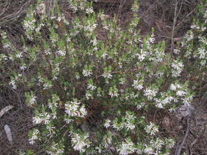 Brachyloma daphnoides plant shape