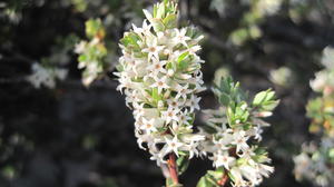 Brachyloma daphnoides masses of flowers