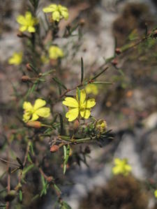 Hibbertia acicularis - Prickly Guinea Flower