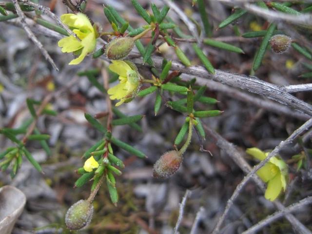 Hibbertia acicularis long stemmed buds