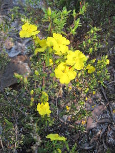 Hibbertia linearis - Showy Guinea Flower