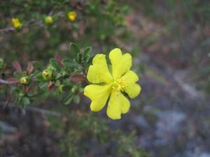 Hibbertia linearis flower