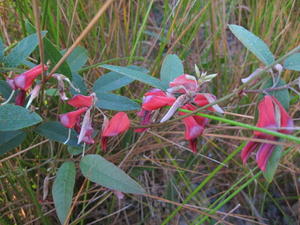 Kennedia rubicunda flowers