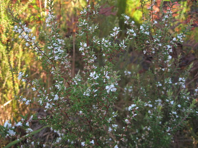 Leucopogon ericoides plant shape