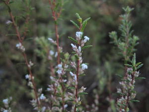 Leucopogon ericoides flowers