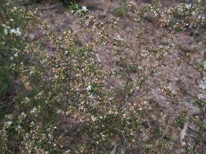 Leucopogon ericoides plant shape