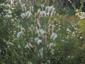 Melaleuca armillaris - Bracelet Honeymyrtle