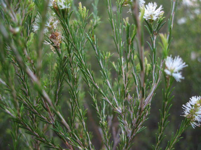 Melaleuca armillaris leaves