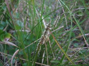 Carex appressa flower spike