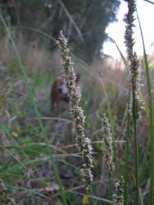 Carex appressa plant shape