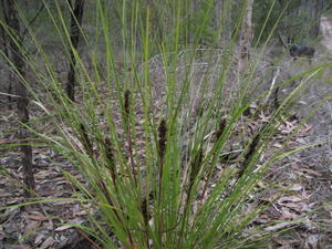 Gahnia aspera plant shape