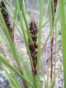 Gahnia aspera inflorescence