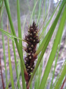 Gahnia aspera nuts