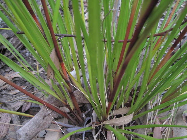 Gahnia aspera leaves